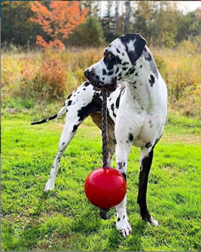 Jolly Pets Romp-N-Roll Rope And Ball Dog Toy, 8 Inches/Large, Red (608 Rd) #TOP1