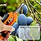 CXRYLZ-FUR 2 Stücke Gartenschere, Klein Ernteschere, Rosenschere, Bonsai Schere, Pflanzschere, Blumenschere, Pruning Shears Garden Scissors für Baumzweige, Blumen, Früchte, Pflanzen