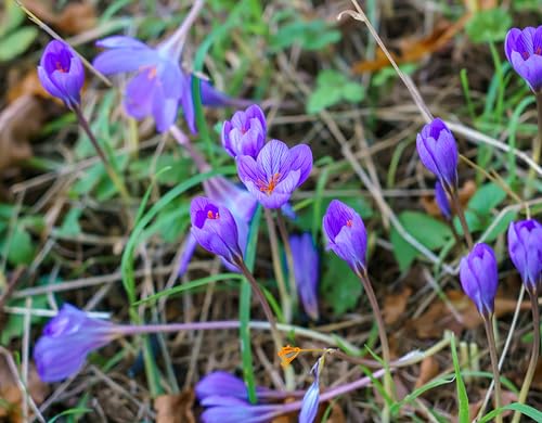 Lincolnshire Pond Plants Ltd - Crocus Speciosus Conqueror Plant Bulb x5