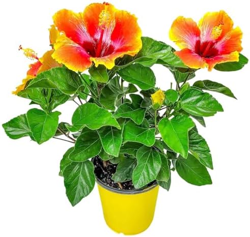 Fiesta Hibiscus Bush - Live Hibiscus Flowering Plant - Tropical F...