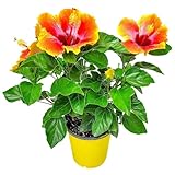 Fiesta Hibiscus Bush - Live Hibiscus Flowering Plant - Tropical Flower Plant - 1 Gallon Planter - Overall Height 10' to 14' - Tropical Plants of Florida (Plant Only)
