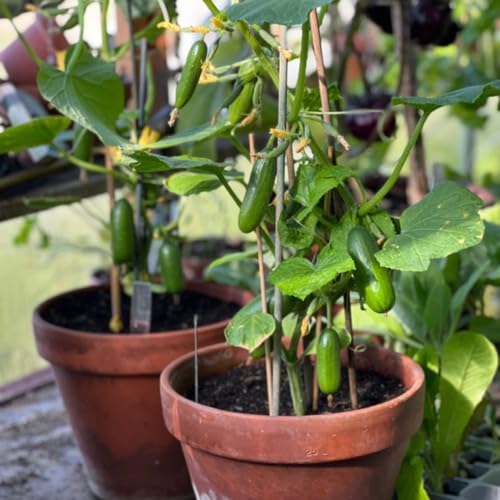 Cucumber 2 x 2 Litre Pot Plants Quick Snack Dwarf Mini Cucumber Seedless Parthenocarpic Variety Compact Patio & Windowsill Vegetable Plant for Small Spaces by Thompson & Morgan