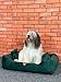 Dogs4Life Hundebett Premium Velours XXL 135 x 100 cm | Hundebett für sehr große Hunde | Orthopädisch | Hundekissen | Waschbar | Outdoor | Mit Rand | Wasserabweisend (XL, ‎Grünes Velours)