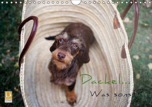 Dackel - Was sonst? (Wandkalender 2017 DIN A4 quer): Dackel machen das Leben schöner! (Monatskalend Dackel - Was sonst? (Wandkalender 2017 DIN A4 quer): Dackel machen das Leben schöner! (Monatskalend