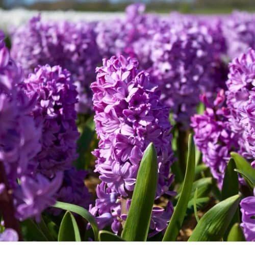 Bulbi di giacinto Purple Star - 20 bulbi di fiori - calibro 14/15 - viola, profumati, fioritura primaverile, resistenti all'inverno - direttamente dal coltivatore - Flowerbulbs Amsterdam