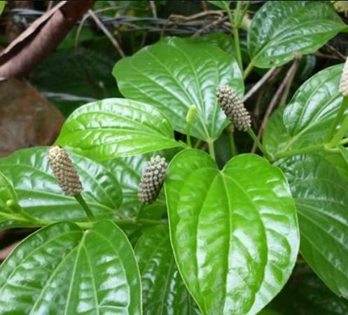 Mandys Farm Piper Longum Long Black Pepper Pipri/Pippali/Lambi Kaalimiri Live Plant (B094R444Z6) Amazon Price History, Amazon Price Tracker