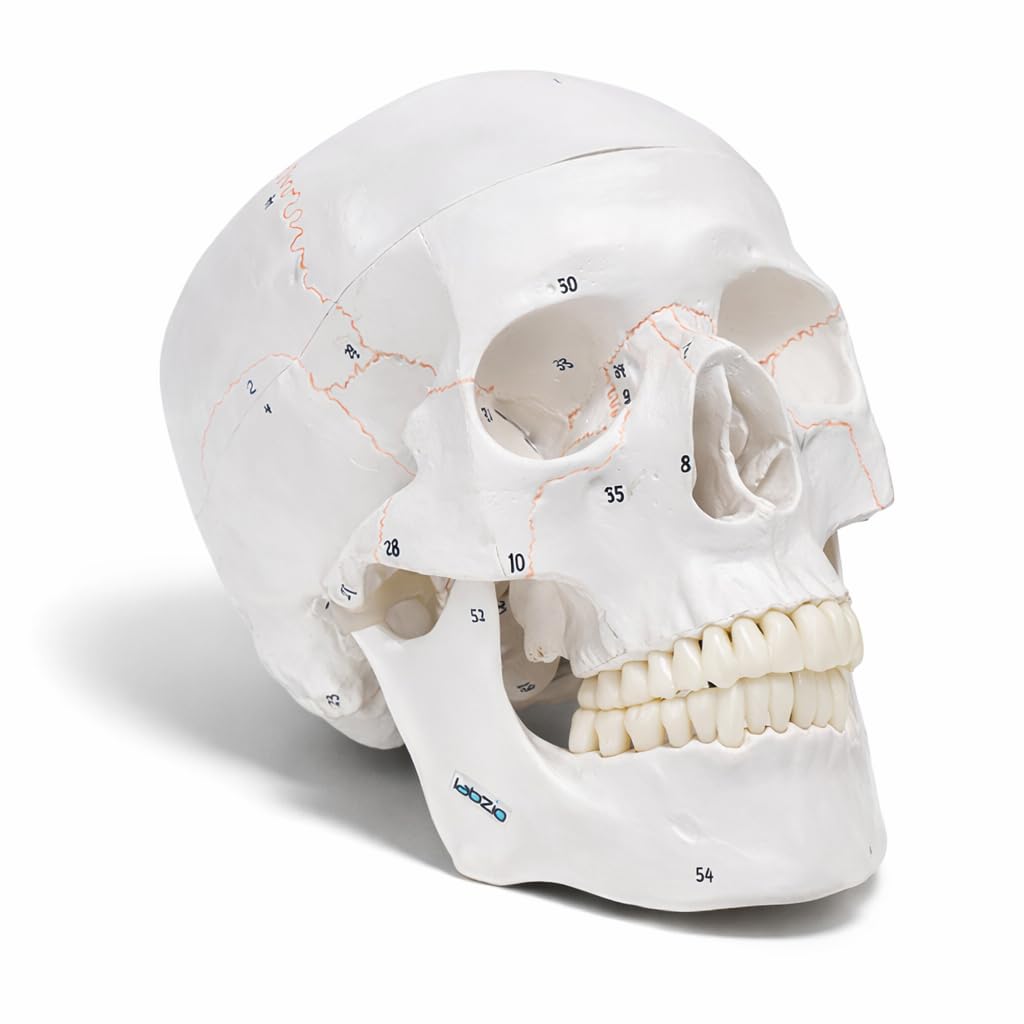 LABZIO Life Size Human Skull Model for Anatomy, Skull with Extremely Detailed 55 Numbered Features, (Sutures, Foramen and Other Details) (Skull Model)