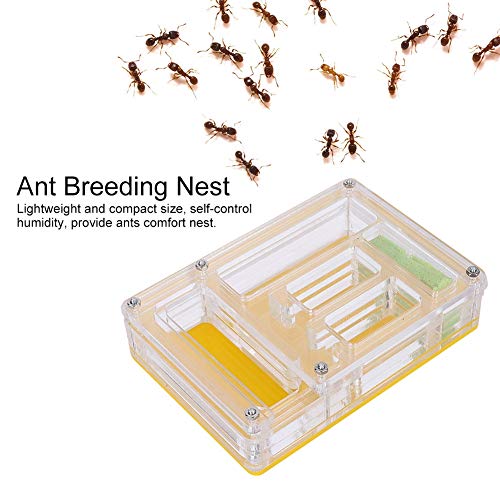 Acrilico Pet Ant Castle, Nursery Formicarium