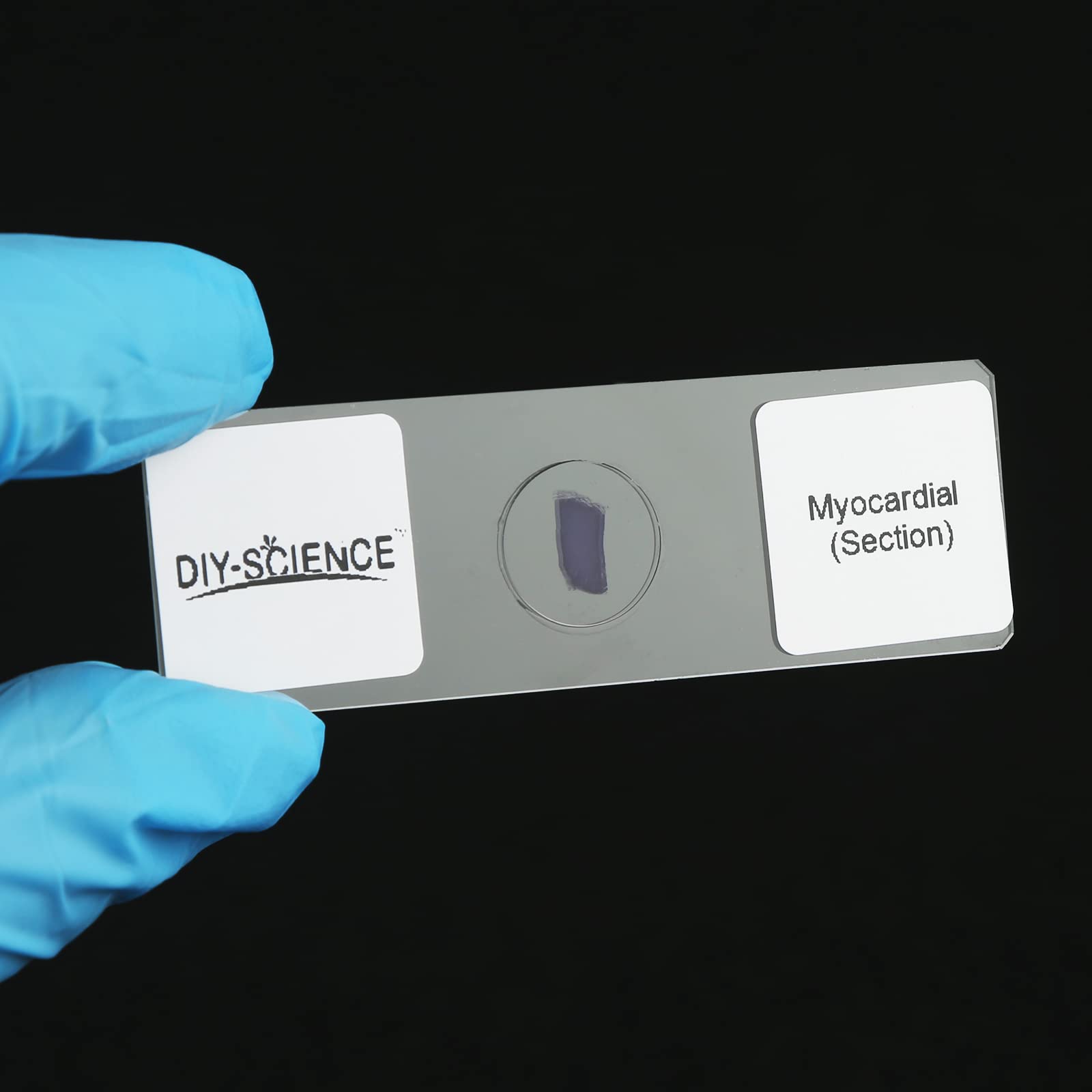 Mammal Anatomy Organ Tissue Specimens, 25 Similar to Human Tissue Prepared Microscope Slides Set for Students Hobbyists Beginners (Mammal Specimens)