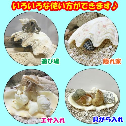 Amazon.co.jp: シャコガイ(シャコ貝) 中サイズ 横:8cm-10cm 縦:5cm-7cm