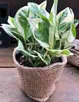 モカポトスページ Amazon｜ポトス エンジョイ 3号 観葉植物 デスクに 斑入り｜観葉