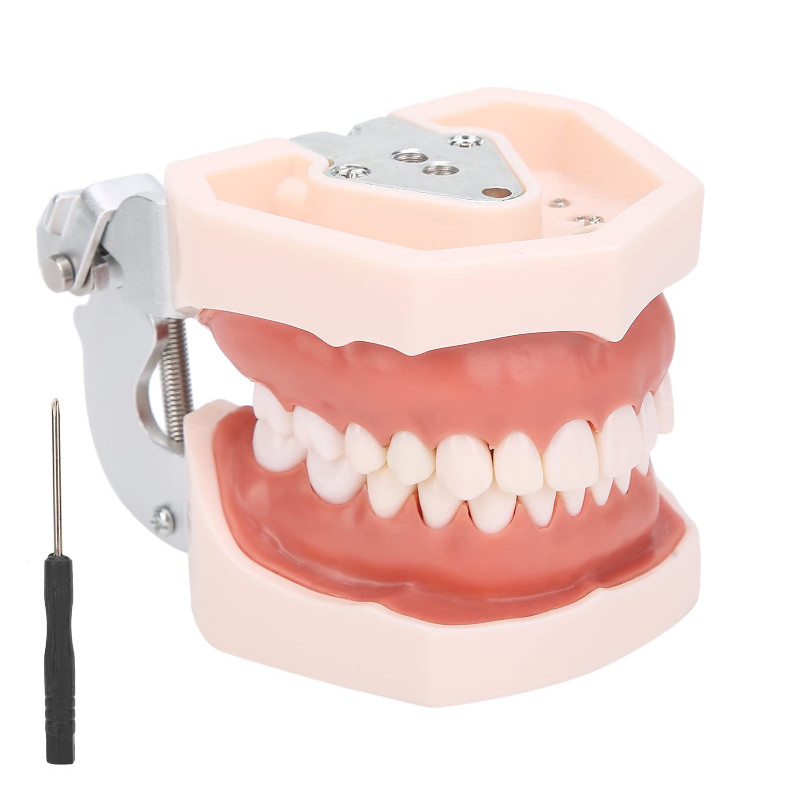 Denti staccabili Modello di Denti Modello di insegnamento Modello di dimostrazione standard Strumento di simulazione Denti Dentali Modello per la pratica di insegnamento con cacciavite, Modello di d