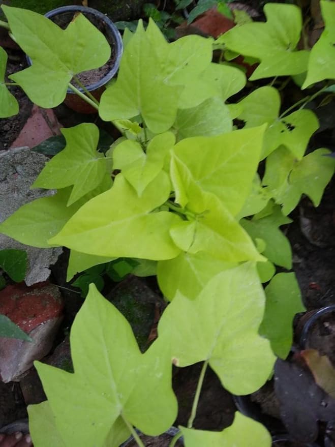 MSK EVER GREEN Live Sweet Potato Vine (Ipomoea batatas) - Desana Lime (Golden) - Hedera Helix/English Ivy Decorative Ornamental Healthy 1 Live Plant (Yellow Green Leaf) With Pot (B0D2TYV7YM) Amazon Price History, Amazon Price Tracker