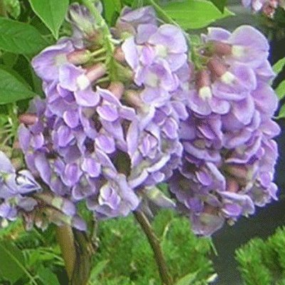Wisteria frutescens 'Amethyst Falls' 19cm Deep Pot Size