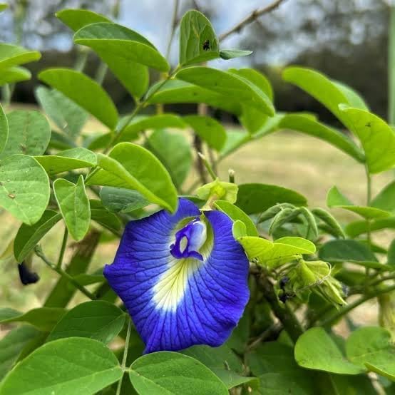 Amazon.com: (4.02Oz|114g) Blue Pea Flower | Butterfly Blue Pea