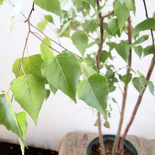 Amazon.co.jp: シラカバ 株立ち 樹高1.8～2.0m前後(根鉢含まず