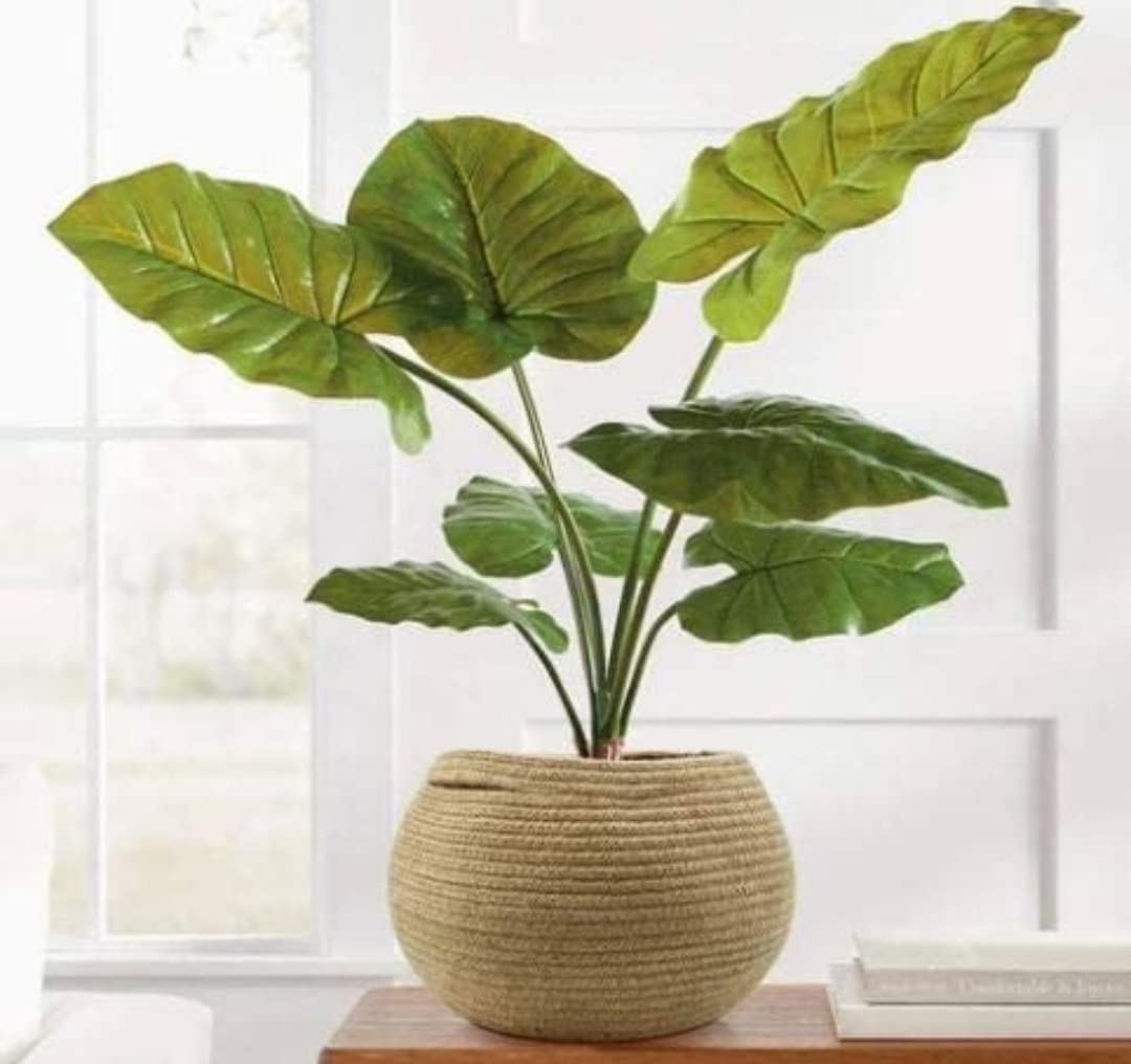 UR Home Woven Round Pots Bag Natural Jute Plant Bag Pot Bags for All Plants Home Room Hall Decor Indoor Outdoor Plant Sack (1 Piece, Beige) with Handle (B09TJX65H6) Amazon Price History, Amazon Price Tracker