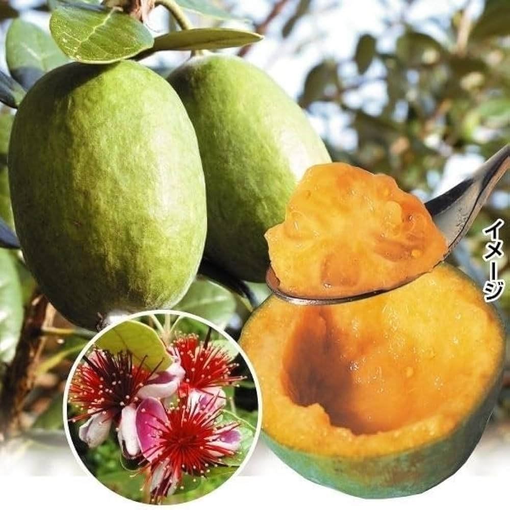 フェイジョア　実生アポロ フェイジョア「アポロ」 4.5号ポット 接木苗 果樹 苗 園芸 花