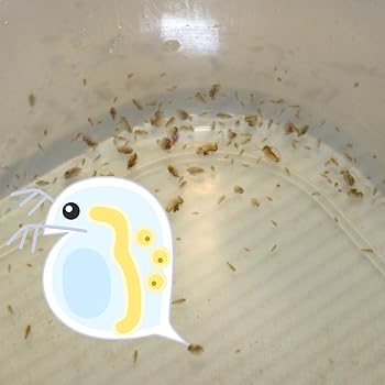 ミジンコ 培養 ミジンコの繁殖と飼育方法 室内でも臭いを気にせず増やす方法 アクシズ アクアリウムを静かにやりたいの
