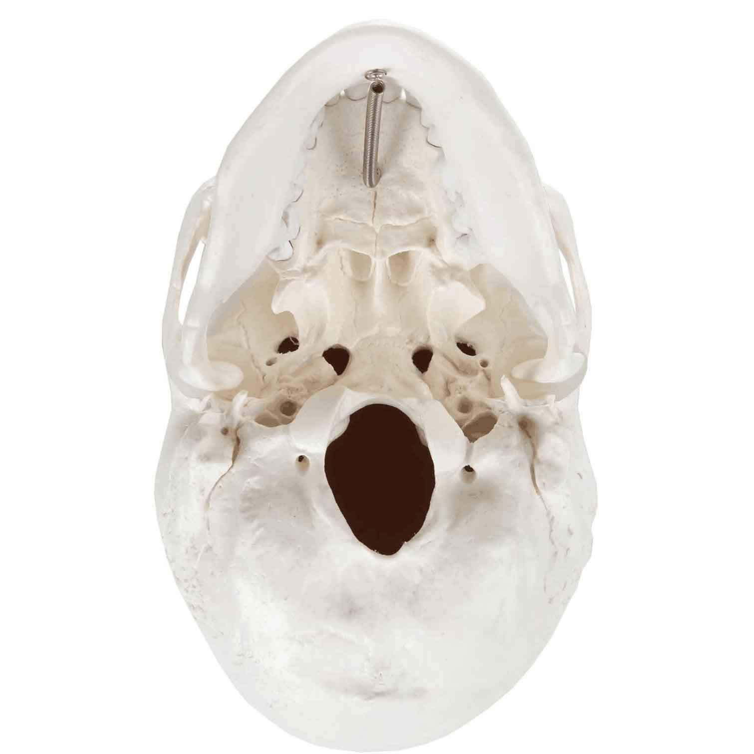 Model anatomiczny Mini model czaszki, ludzka czaszka z elastyczną szczęką, do nauczania w szpitalach i szkołach