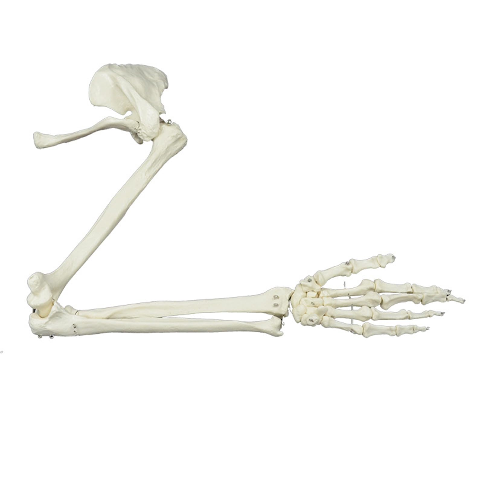 Modelo de esqueleto de brazo humano, estudio anatómico anatómico, tamaño real, estudio articular, tamaño real