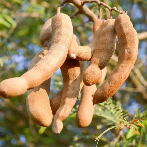 Mphmi Seedless Plant Fruit Plants Imli Tree | Tamarind Tamarindus ...