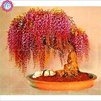 Graines de glycine japonaise Graines de glycine à fleurs rouges rares Graines de bonsaï Mini bonsaï Plante ornementale d'intérieur pour la décoration de la maison Paquet de 500 graines