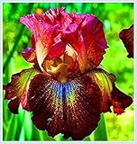 Winterhart pflanzen, Mehrjährige Blumenzwiebel ist winterhart, Blumenzwiebel Mix, Winterhart zwiebeln, Mysteriöse magische Glühbirne-3 iris blumenzwiebeln