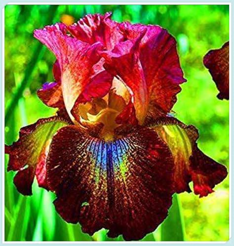 Winterhart pflanzen, Mehrjährige Blumenzwiebel ist winterhart, Blumenzwiebel Mix, Winterhart zwiebeln, Mysteriöse magische Glühbirne-3 iris blumenzwiebeln