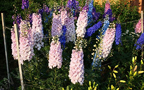 Seeds Giant Rocket Larkspur Delphinium High Tall Mix Flower Annual Outdoor Cut For Planting Non Gmo #TOP5