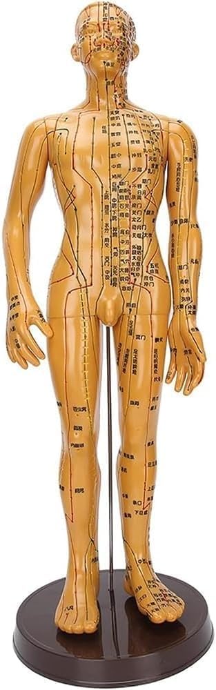 KJZQXYX Human Body Acupuncture Model, 52cm Male Female Pressure Point and Meridians Model,Clear and Easy To Check, for Teaching Demonstration (Male)
