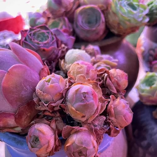 sukkulentensamen kaufen, succulent balkon dekoration wohnzimmer deko mehrjährig 300pcs