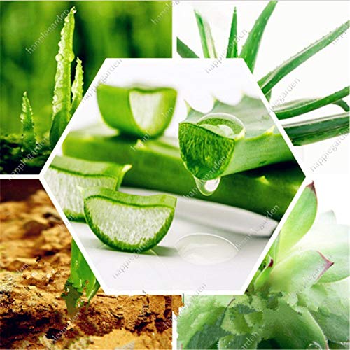 Sump Fresh 300Pcs Semi di aloe vera verde per piantare verde 1