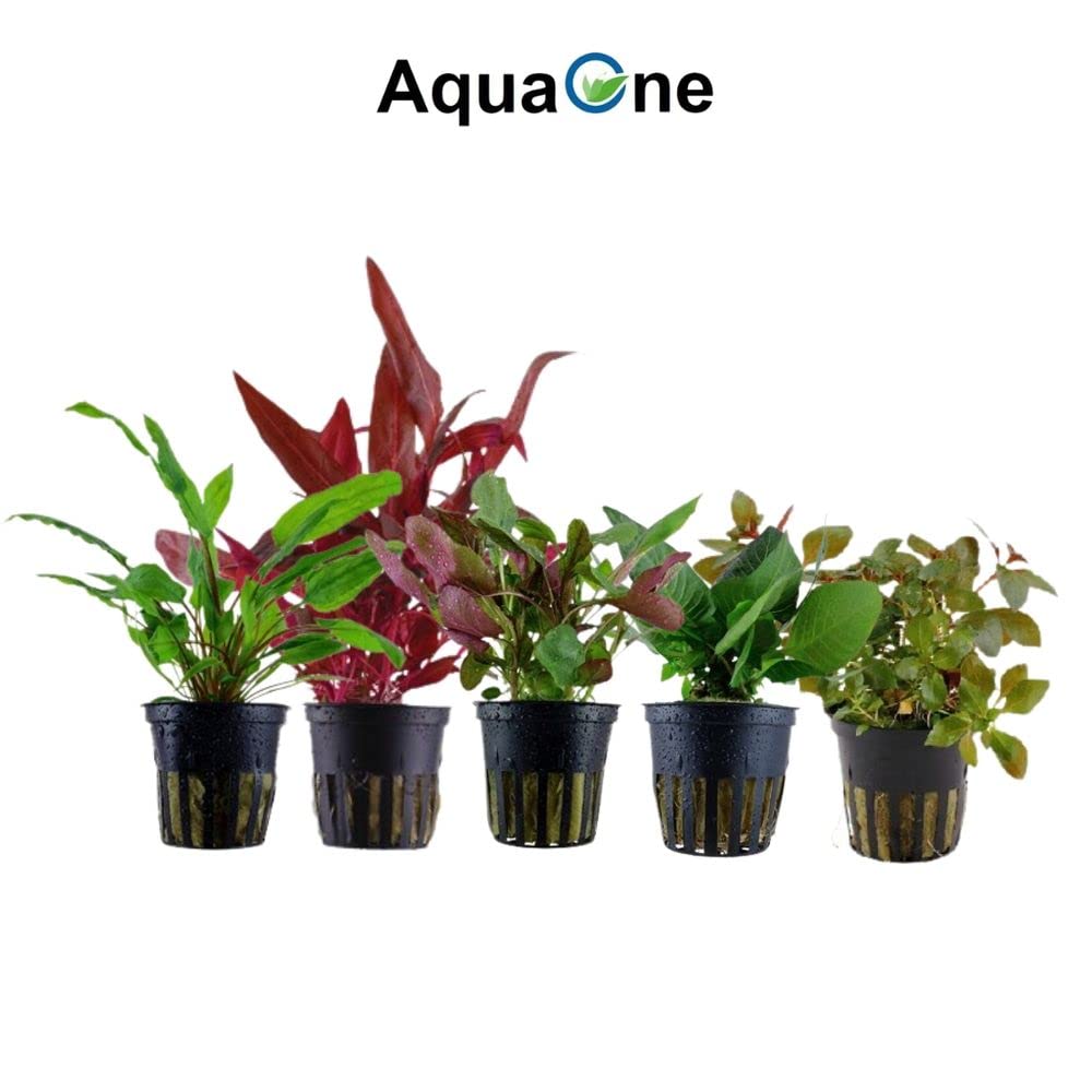 AquaOne Ludwigia Alternanthera Hygrophila Bacopa I Set di 10 piante acquatiche per acquari fino a 80 litri, con 10 piante in vaso