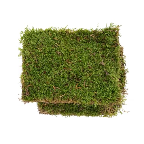 Ecodecs - Musgo Natural Vivo para Terrario plantas ecosistema, Bonsais naturales interior, Terrario reptiles, Terrario tortugas de tierra, Musgo para belenes, Musgo plano - MUSGO PLANO (XL (40x30cm))