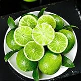 30 piezas semillas para limonero semilla de árboles frutales enanos limonero, limonero, citrico limon jardinería semillas orgánicas comprar arboles frutales jardinería de