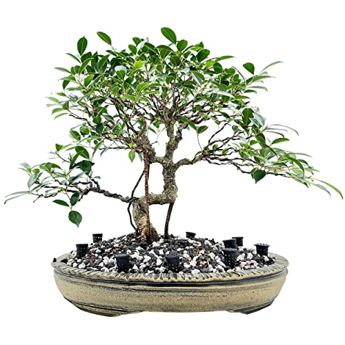 Cestas de Fertilizante para Bonsai (10 unidades) miniatura 4