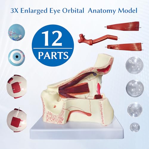 Image of JNMFTD Human Eye Orbital Anatomy Model, 3X Enlarged 12 Parts Removable Eyeball Orbital Model Showing Optic Nerve Cornea Iris Lens and Vitreous Body with Product Manual for Medical Teaching Research