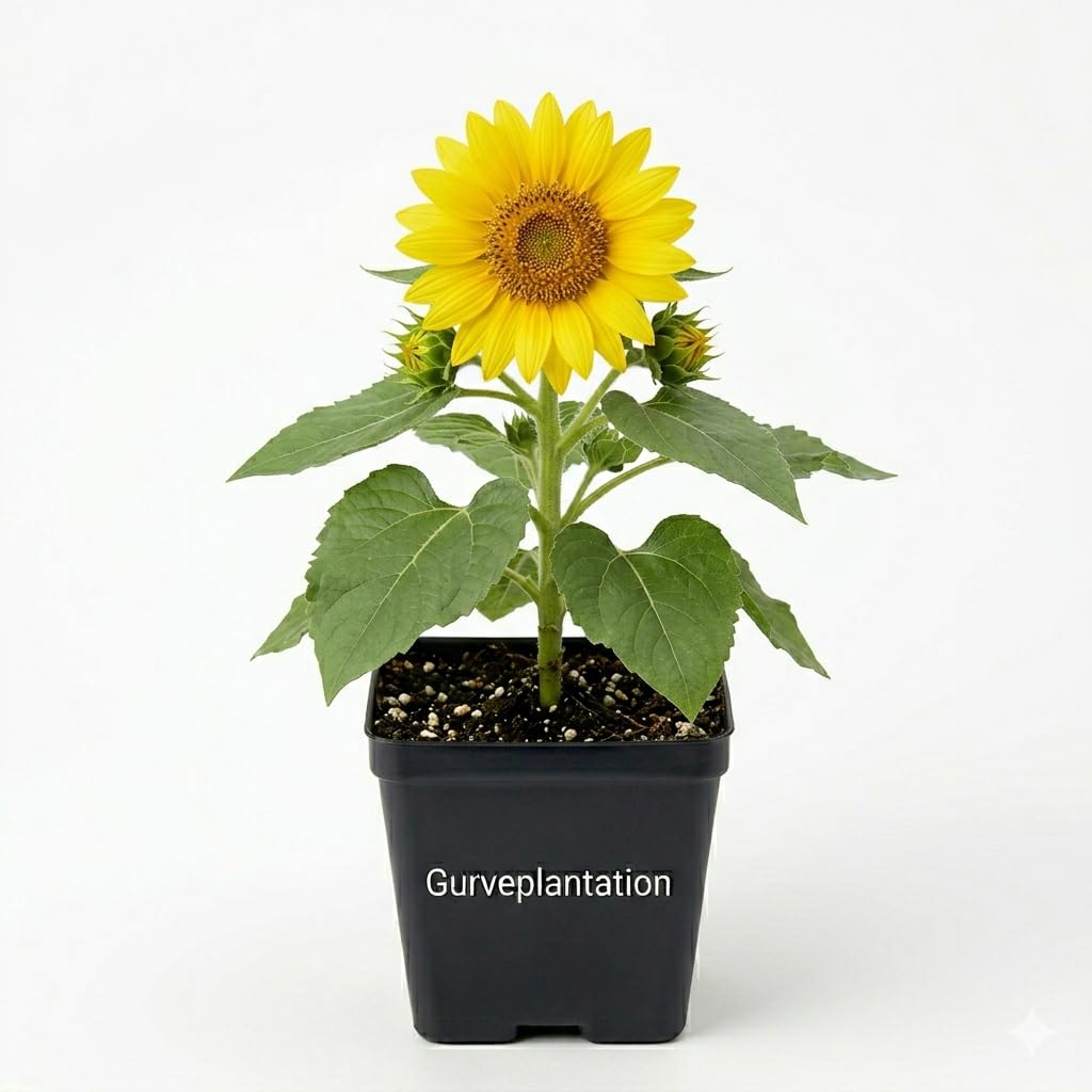 Sunflower Dwarf Yellow Live Flowering Plant Indoor Outdoor Houseplant Ornamental Plant Home Garden Balcony Decor Nursery Pot – Pack of 1-image-17