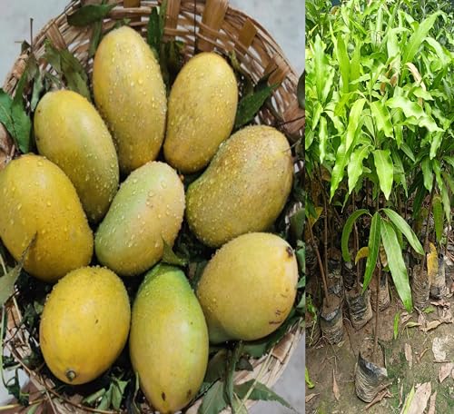 Image of Amrapali Mango Plant Grafted Height 2-3 Feet Rare Mango Tree Hybrid Fruit After 1-2 Year Live Plant For Home Garden PB 64