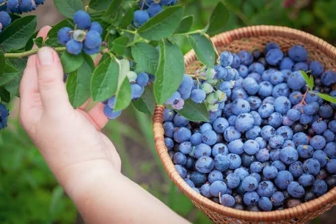 Imported Blueberry Fruit Plant – High-Yield Live Plant in Pot – Fast-Growing, Non-GMO Berry Bush – Sweet, Antioxidant-Rich Blueberries – Ideal for Balcony, Terrace, or Garden – Cold Hardy Variety