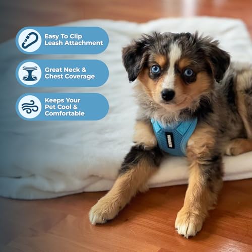 Image of Best Pet Supplies Voyager Step-in Lock Pet Harness w Reflective Pet Leash Combo Set with Neoprene Handle 5ft - Supports Small, Medium and Large Breed Puppies /Cats - Baby Blue Set, M