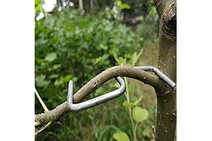 Branch Spreader for Cherry Trees - Stronger Branches and Enhanced Fruit Production