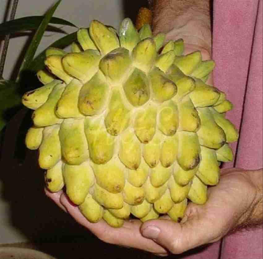 GreenWorld Special & Rare Sweet Yellow Rollinia Delicosa Plant/Yellow Custard Apple Plant,(GRAFTED) Healthy Live Plant,Fruit After 1 Year (B0CLKQRJX7) Amazon Price History, Amazon Price Tracker