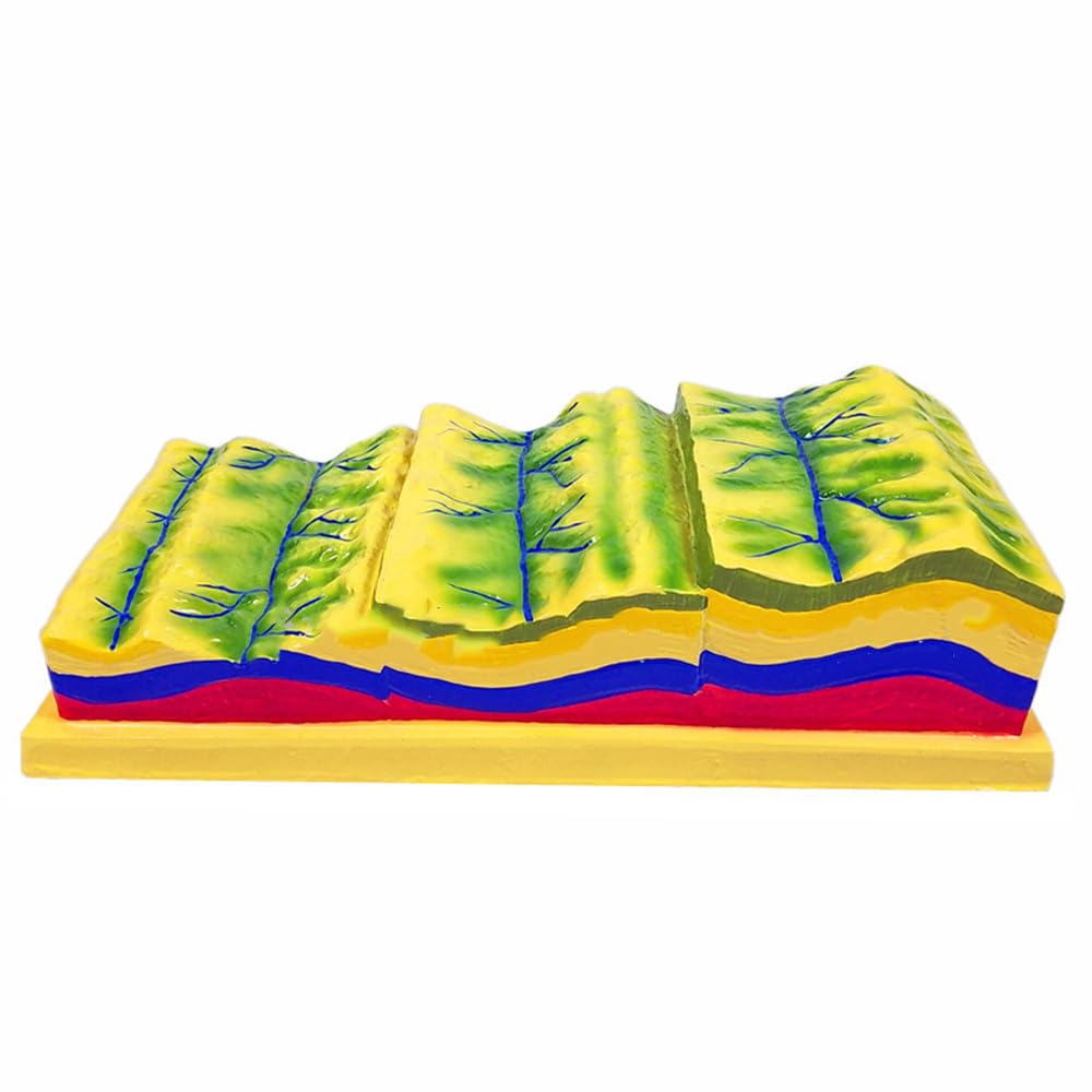 Estructura de pliegues y su evolución geomorfológica en modelo de geología educativo