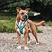 Anny-X Brustgeschirr Fun Ozean | Hundegeschirr Größe M (Brustumfang 62-74 cm)