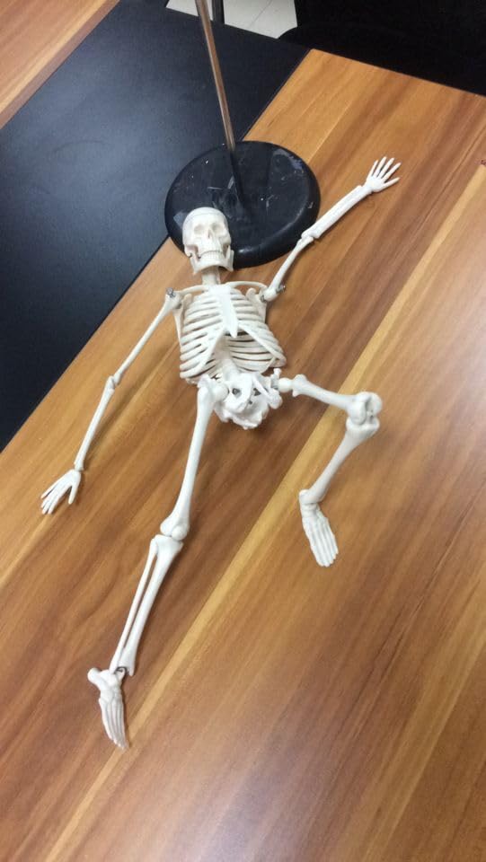 Parts Of Human Bones Labeled Skeletal System - View #3