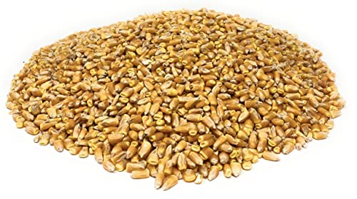 Soyboyz Premium Feed Corn - Great for Wildlife - Feed Deer, Squirrels, Birds, Chipmunks, Turkey's and More - Make Corn Hole Bags, or use for Crafts and Games (10 Pound Bag)