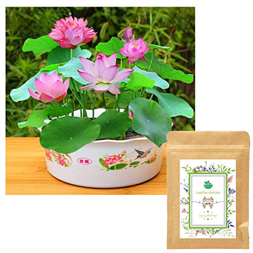 Panago Seeds, 20 Water Lotus Seeds for Planting, Already Opened Bowl Lotus Seeds for DIY Home Planting (Mixed Colors)