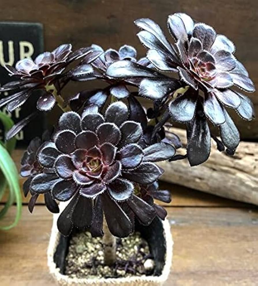 Amazon｜黒法師 アエオニウム 多肉植物 おしゃれ｜観葉植物